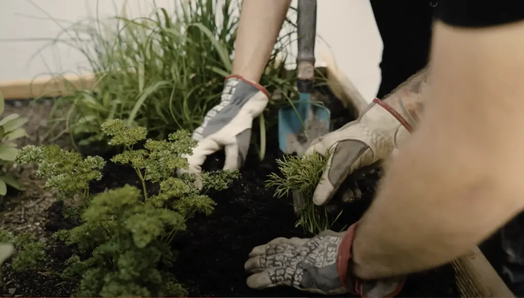 Astrid Drescher Garten- und Landschaftsbau Freiburg Beetbepflanzung